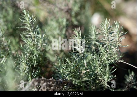 Helichrysum italicum est une plante à fleurs de la famille des Asteraceae. Il pousse sur un sol sec, rocheux ou sablonneux autour de la Méditerranée. Banque D'Images