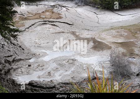 Ngamokaiakoko Mud pools à te Puia, vallée thermale de Whakarewarewa , Roturora, Île du Nord, Nouvelle-Zélande Banque D'Images