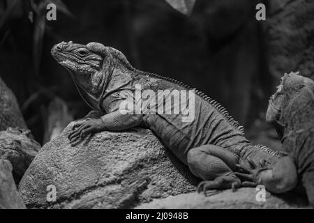 Photo en niveaux de gris d'un lézard reposant sur une pierre Banque D'Images