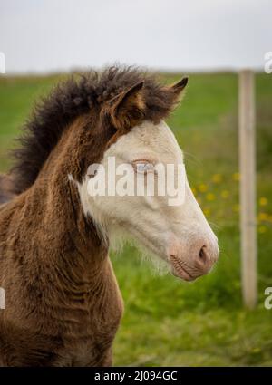Splash homozygote blanc islandais colt Banque D'Images