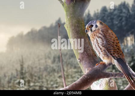 Un jeune oiseau du genre falcon se trouve sur un arbre en face d'une forêt d'hiver. Belle atmosphère d'hiver avec des dérives de neige. Banque D'Images