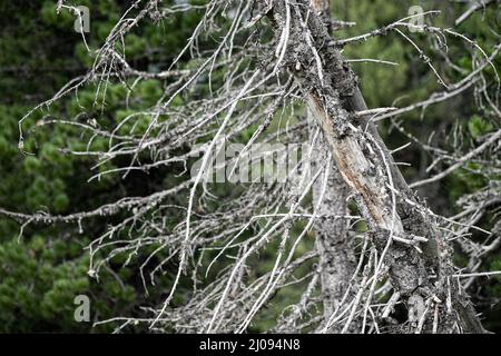 Un sapin malade et mort dans la forêt Banque D'Images