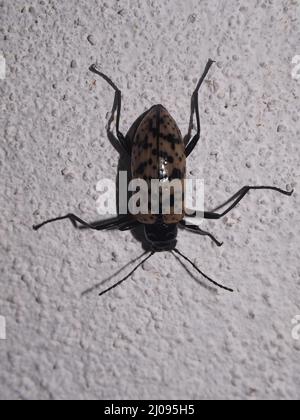 Un coléoptère tropical vert et noir (ordre Coleoptera) isolé sur fond blanc des jungles de Belize, en Amérique centrale Banque D'Images