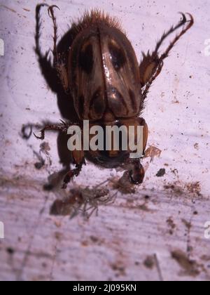 Un coléoptère tropical poilu et tacheté (ordre Coleoptera) isolé sur un fond blanc des jungles de Belize, en Amérique centrale Banque D'Images