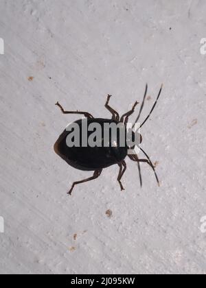 Un grand coléoptère tropical noir (ordre Coleoptera) isolé sur fond blanc des jungles de Belize, en Amérique centrale Banque D'Images