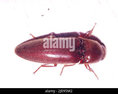 Un grand coléoptère tropical rouge (ordre Coleoptera) isolé sur un fond blanc des jungles de Belize, en Amérique centrale Banque D'Images