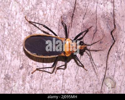 Un coléoptère tropical orange et noir (ordre Coleoptera) isolé sur un fond de bois pâle des jungles de Belize, en Amérique centrale Banque D'Images