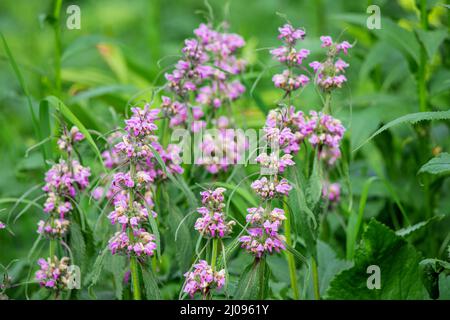 Phlomoides tuberosa ou Jérusalem la plante de floraison de Sage est une herbe de médecine célèbre Banque D'Images