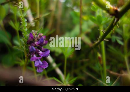 petites fleurs sauvages bleues délicates sur fond vert naturel avec branche épineuse Banque D'Images