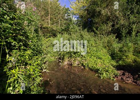 ruisseau surcultivé avec des fleurs sauvages avec de grands arbres en arrière-plan Banque D'Images