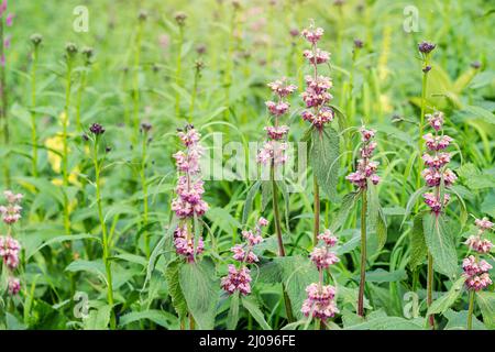 Phlomoides tuberosa ou Jérusalem la plante de floraison de Sage est une herbe de médecine célèbre Banque D'Images