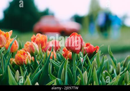 Des tulipes orange et jaune en plein air. Nature, fleurs, printemps, concept de jardinage Banque D'Images