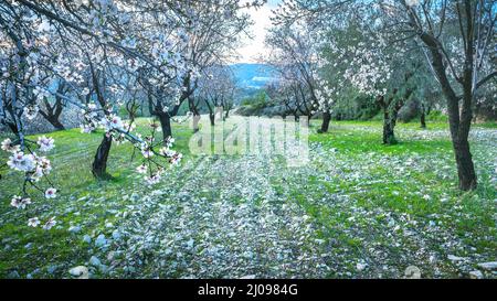 Au printemps, les amandiers arborent des arbres couverts de fleurs blanches en rangée le long du chemin Banque D'Images