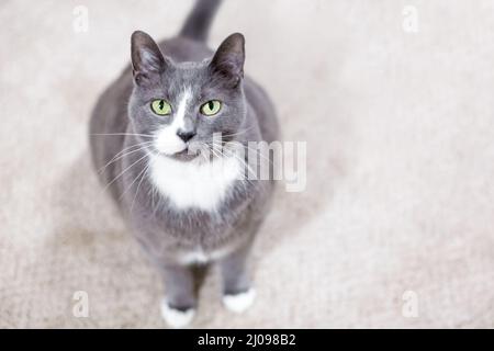 Un chat court gris et blanc avec des yeux verts regardant la caméra Banque D'Images