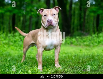 Un chien mixte Pit Bull Terrier x Shar PEI debout à l'extérieur et regardant l'appareil photo Banque D'Images