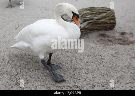 Berlin, Allemagne, 03/17/2022 faire confiance à muet swans on dans le Lieper Bucht à la Havelchaussee. Banque D'Images