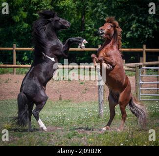 Deux chevaux islandais jouent dans le pâturage d'été Banque D'Images