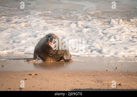 Un grand phoque gris mâle (Halichoerus grypus) charge hors de la mer mousseuse et à travers la plage défiant d'autres qui osent entrer dans son territoire à H Banque D'Images