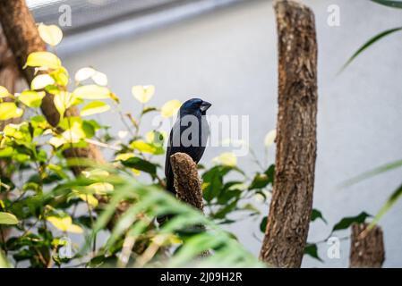 Grobeak d'outremer mâle perché sur un arbre au zoo de Zurich en Suisse Banque D'Images