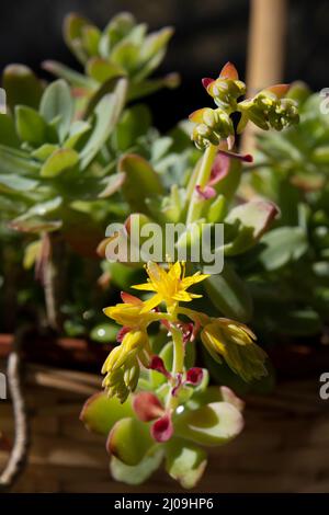 Fleurs jaunes et bourgeons rouges d'écheveria à longue tige avec gouttes d'eau et macro-image Banque D'Images