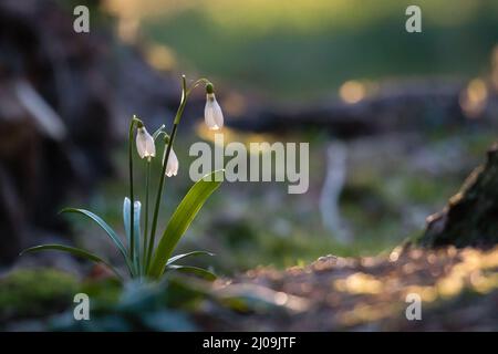 Des gouttes de neige qui poussent tôt le matin dans la lumière dans les bois Banque D'Images