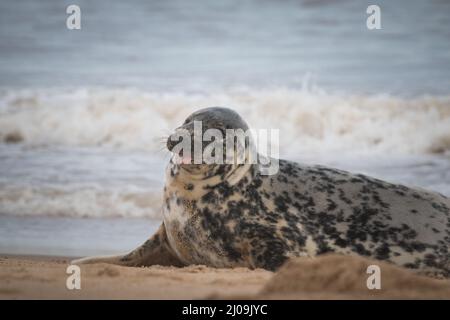 Le joli phoque gris féminin (Halichoerus grypus) colle sa langue tout en se reposant sur la plage de Horsey, Norfolk, pendant la mue en mars Banque D'Images