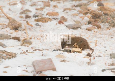 Un rat brun (Rattus norvegicus) est assis dans la neige qui se nourrit de la nourriture donnée aux cygnes dans la réserve naturelle de Welney à Norfolk Banque D'Images