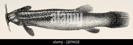 Eremophilus Missii est une espèce de poisson-chat de la famille des Trichomycteridae, l'ordre des Siluriformes. Ce poisson provient du bassin de la rivière Bogotá, qui est un affluent de la rivière Magdalena. Colombie. Amérique du Sud. Vieux 19th siècle illustration gravée de Journey to Colombia par Edward François Andre, le Tour du monde 1877 Banque D'Images