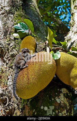 Marmoset commun (Callithix jacchus) mangeant un jackfruit Banque D'Images