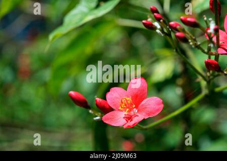 Fleurs épicées de jatropha (Jatropha integerrima) sur le jardin Banque D'Images