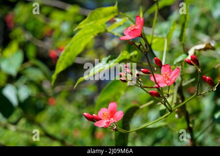 Fleurs épicées de jatropha (Jatropha integerrima) sur le jardin Banque D'Images