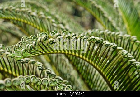 Feuilles de palmier sagou (Cycas Revoluta) Banque D'Images