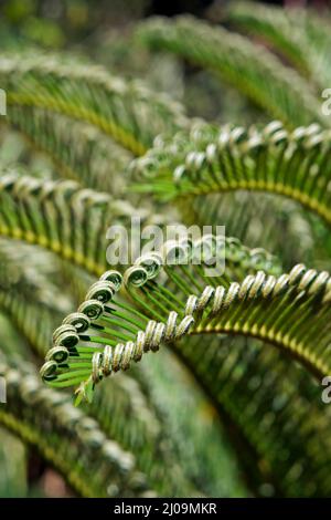 Feuilles de palmier sagou (Cycas Revoluta) Banque D'Images