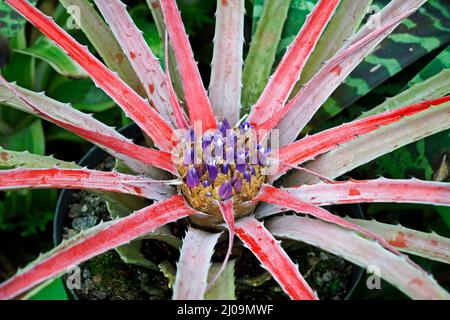 Broméliade sur le jardin (Orthophytum), Rio Banque D'Images