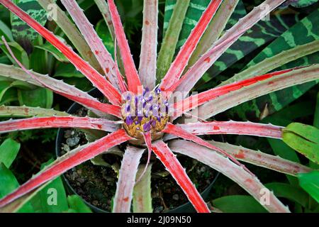 Broméliade sur le jardin (Orthophytum), Rio Banque D'Images
