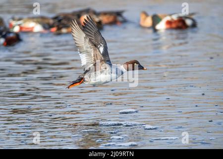 Une femelle de canard de l'oeil de Goldeneye qui vole au-dessus d'un lac avec d'autres canards légèrement représentés en arrière-plan. Banque D'Images