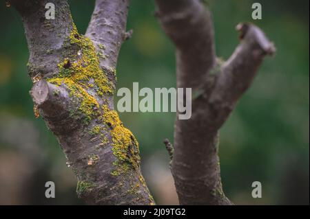 Gros plan d'une formation de mousse sur un arbre Banque D'Images