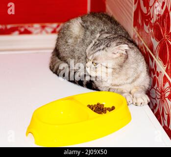 Scottish Gold Grey chat se trouve à côté d'un bol de nourriture, de beaux chats domestiques sont pedicupidité, le chat est en train de manger, le chat est dans la maison Banque D'Images