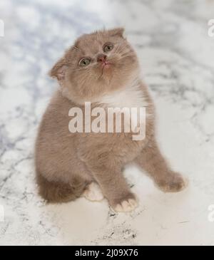 Gros plan chaton écossais lilas assis sur un fond de marbre, beaux chatons de race, chatons dans la maison, animaux de compagnie, animaux de compagnie Banque D'Images