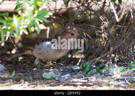 oiseau-papillon à pois décorant sa bower avec des morceaux de verre verts dans l'Outback australien. Banque D'Images