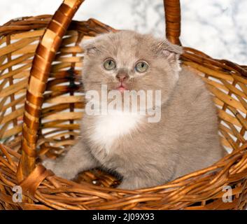 Gros plan petit écossais pliage bicolore lilas chaton regardant d'un panier en osier, de beaux chatons de race, chatons dans la maison, animaux de compagnie, Banque D'Images