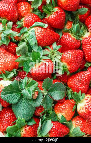 Fraise rouge mûre dans une boîte en bois. Fond fraise. Vue sur le dessus des fraises ; Banque D'Images