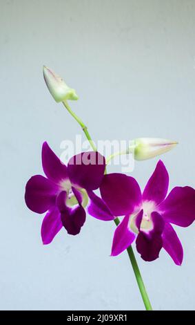 Gros plan belle photo d'une orchidée violette en fleurs dans un fond blanc Banque D'Images