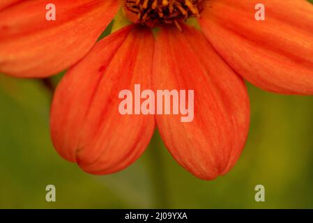 Fleur rouge sur une photo de gros plan sur fond vert. Gros plan d'un morceau de fleur. Banque D'Images
