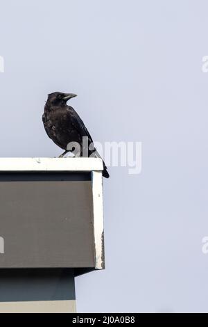 crow perchée sur le toit et regardant autour contre le ciel Banque D'Images