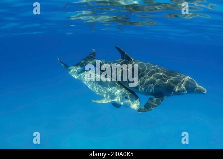 Ce dauphin à bottlenose de l'Atlantique, mère et juvénile, Tursiops truncatus, a été photographié tout en interagissant brièvement avec un groupe d'Atlantic Spotted Banque D'Images