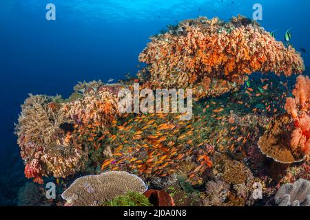 Le corail mou et dur ainsi que l'école anthias et divers poissons de récif, dominent cette scène sous-marine, Crystal Bay, Nusa Penida, Bali Island, in Banque D'Images