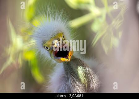 Orlando, États-Unis. 17th mars 2022. Un bébé oiseau aigrette récemment éclos vu dans un nid au Gatorland Bird Rookery à Kissimmee, en Floride. Gatorland est connue comme la capitale mondiale des alligators et possède une rookerie naturelle de 10 hectares. Crédit : SOPA Images Limited/Alamy Live News Banque D'Images