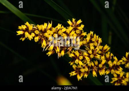 Les rushes Mat sont devenues populaires en tant que plantes de jardin, mais vous voudrez faire attention à cette pointe de tapis à tête épineuse (Lomandra longifolia) avec de grandes épines. Banque D'Images