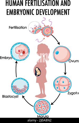 Schéma illustrant la fertilisation humaine et le développement embryonnaire Illustration de Vecteur